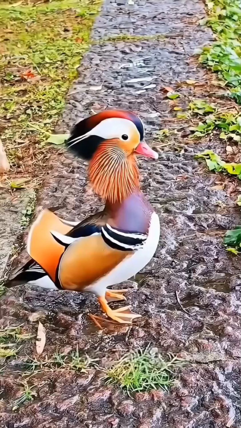 分享15种不同品种的鸭子，你认识那些？