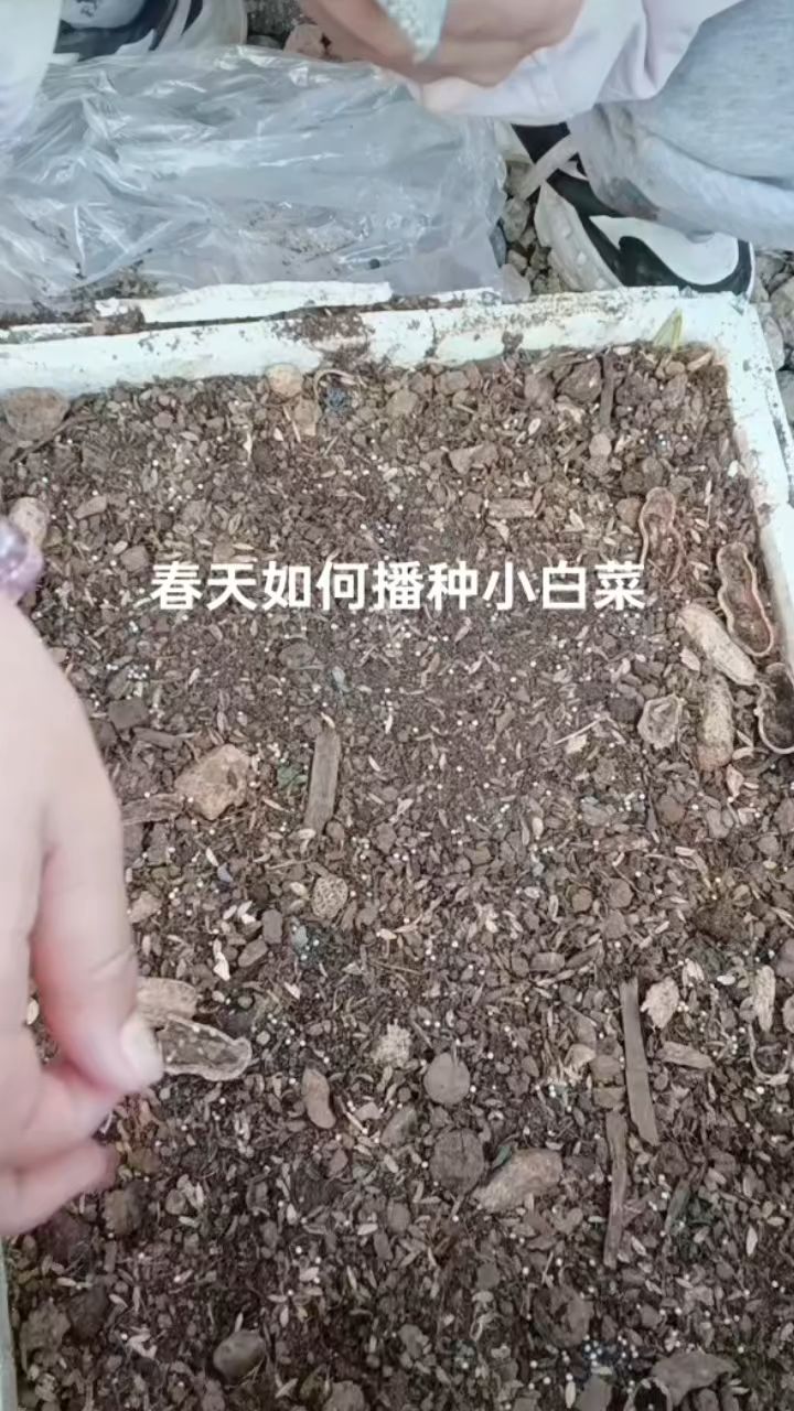 春天这样播种小白菜,7天就能发芽