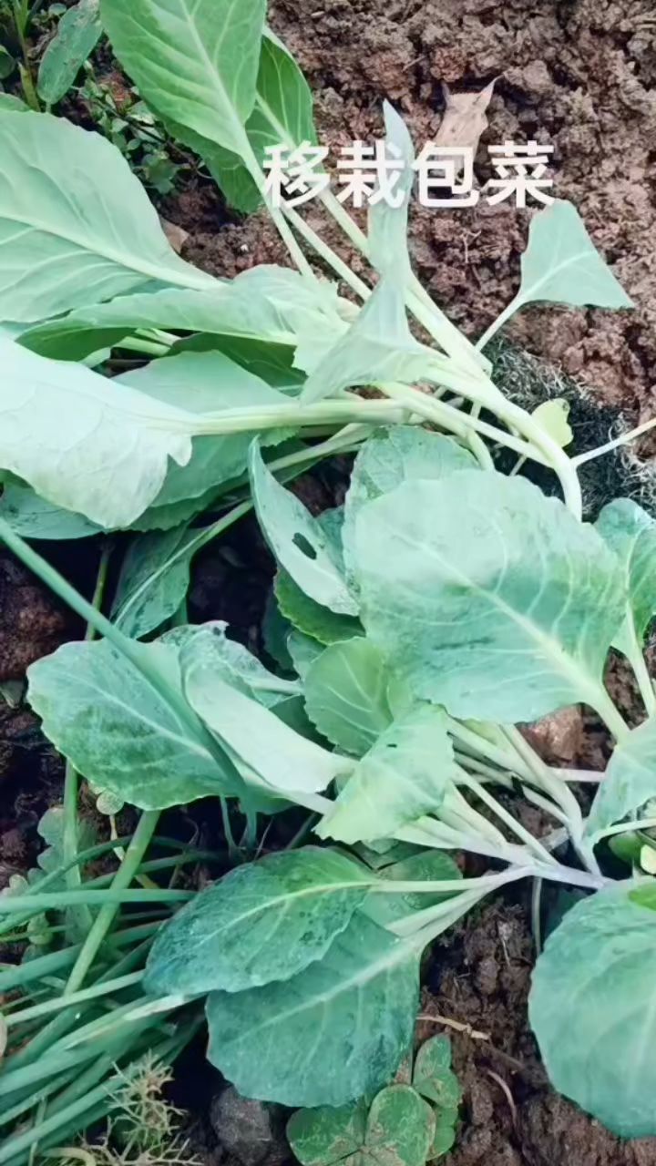 移栽包菜苗,成活率高,长势快