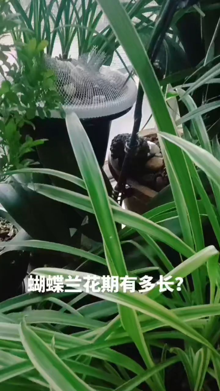 蝴蝶兰花期有多长?
