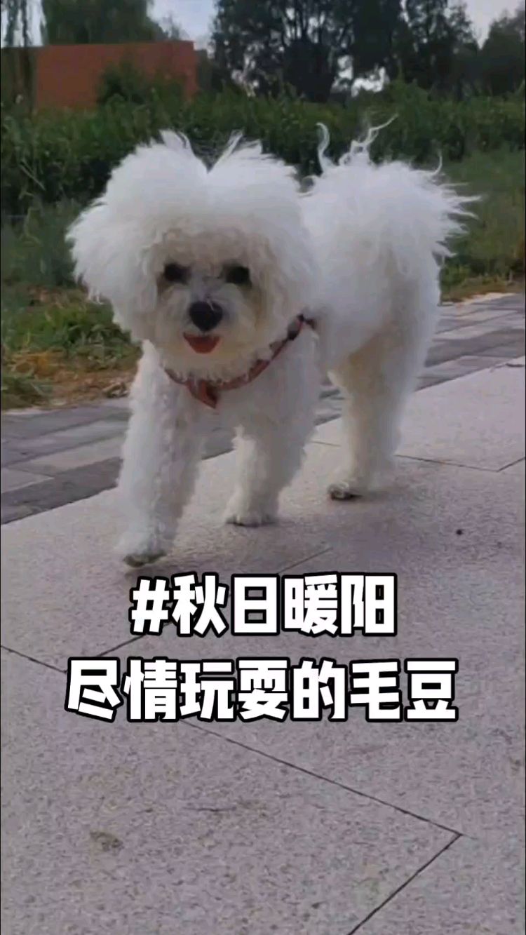 秋日午后毛豆尽情玩耍