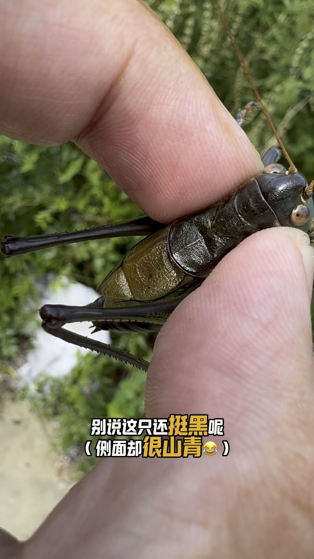 清几个逮蝈蝈存货,三只都是铁皮,有的还挺黑,侧面却很山青