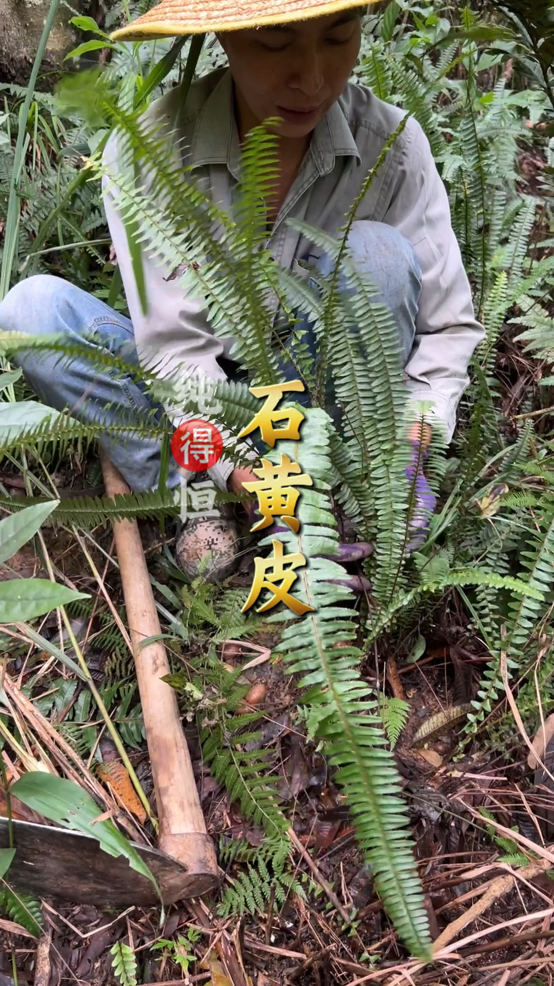 石黄皮又名圆羊齿、蜈蚣草、天鹅抱蛋、凤凰蛋、犸骝卵、金鸡孵蛋