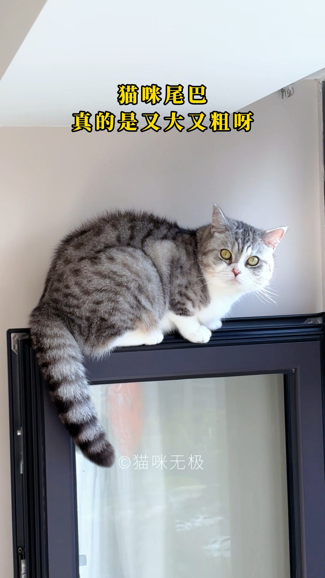 小猫咪的尾巴,真的是又大又粗呀!
