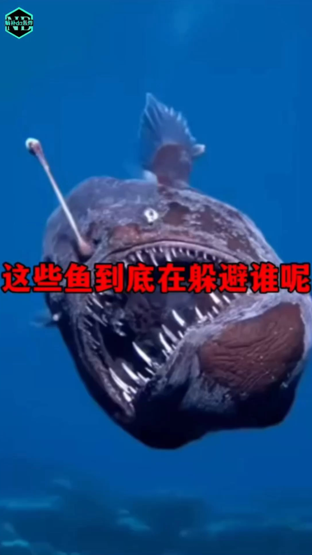 这些鱼到底在躲避谁呢?