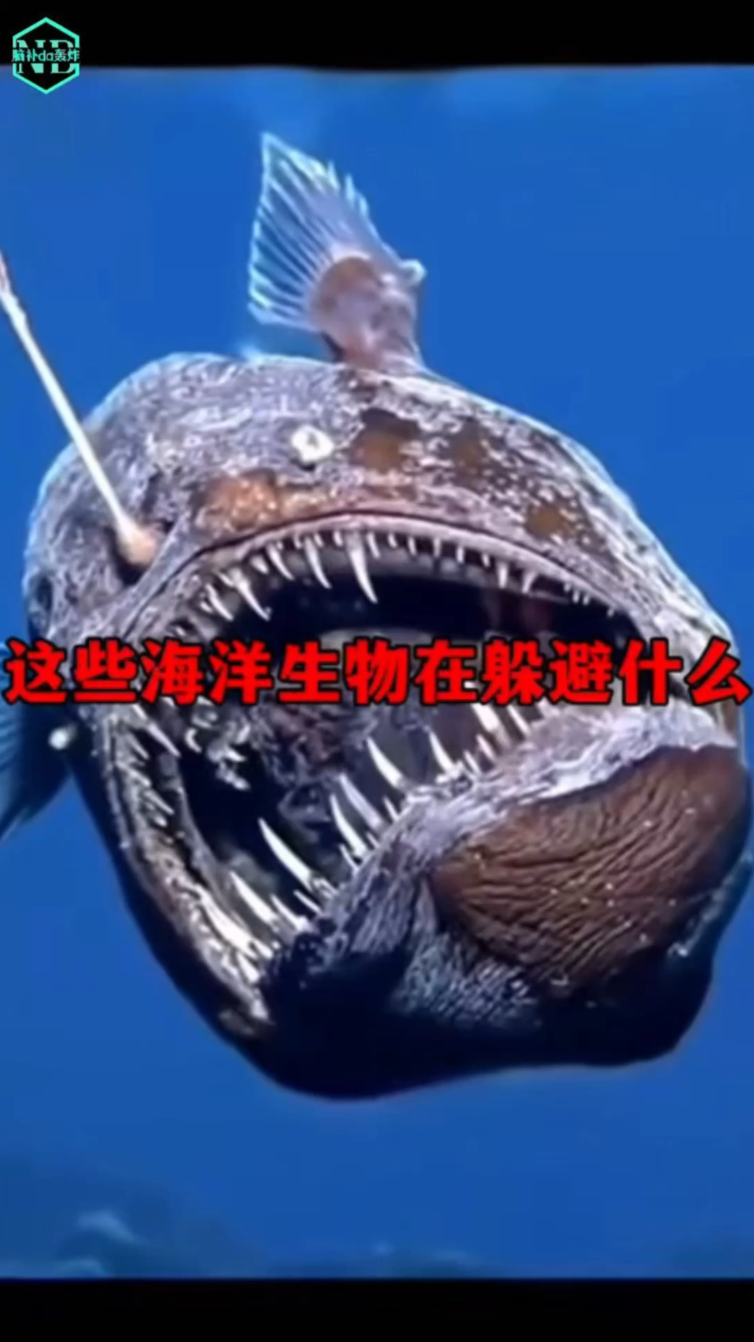 这些深海生物究竟在躲避什么呢?
