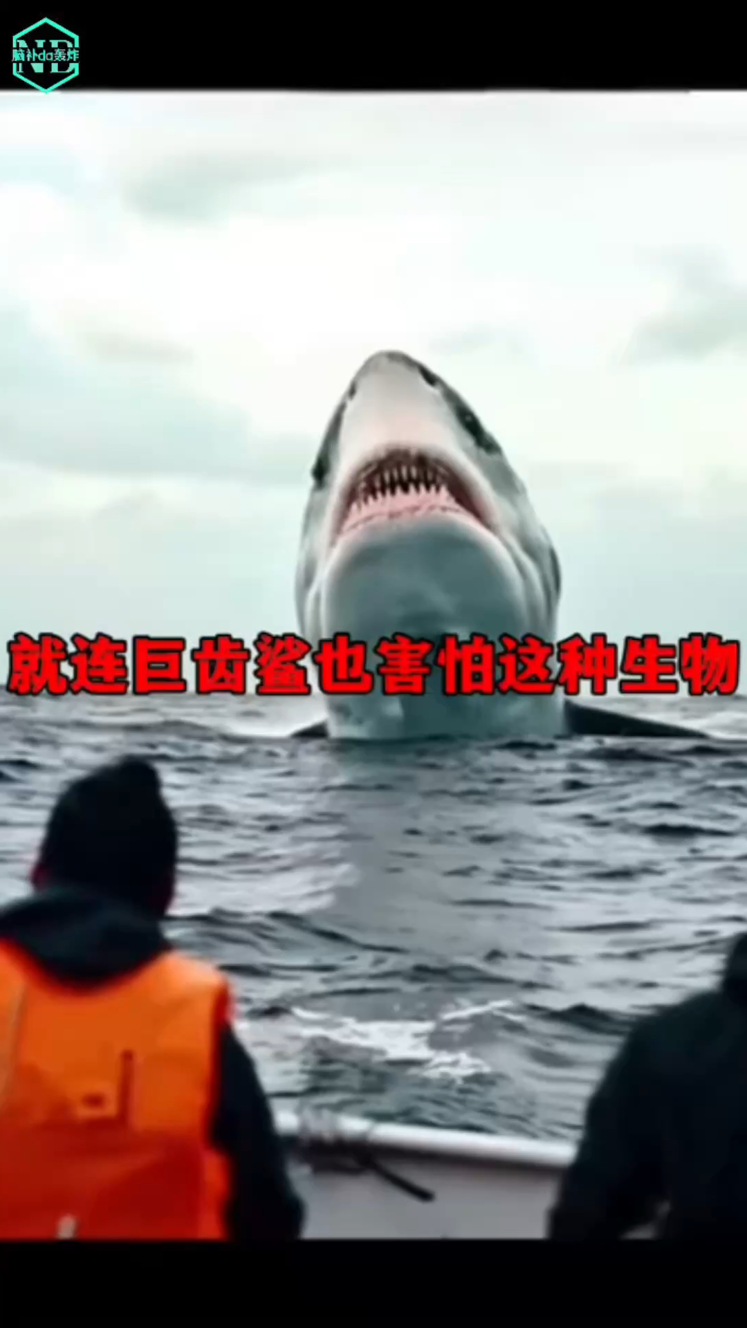 就连巨齿鲨也害怕这种生物,真正的海洋霸主可能已经苏醒!