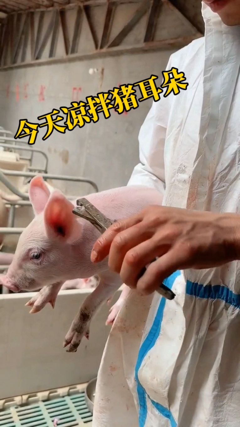 今天能个凉拌猪耳朵