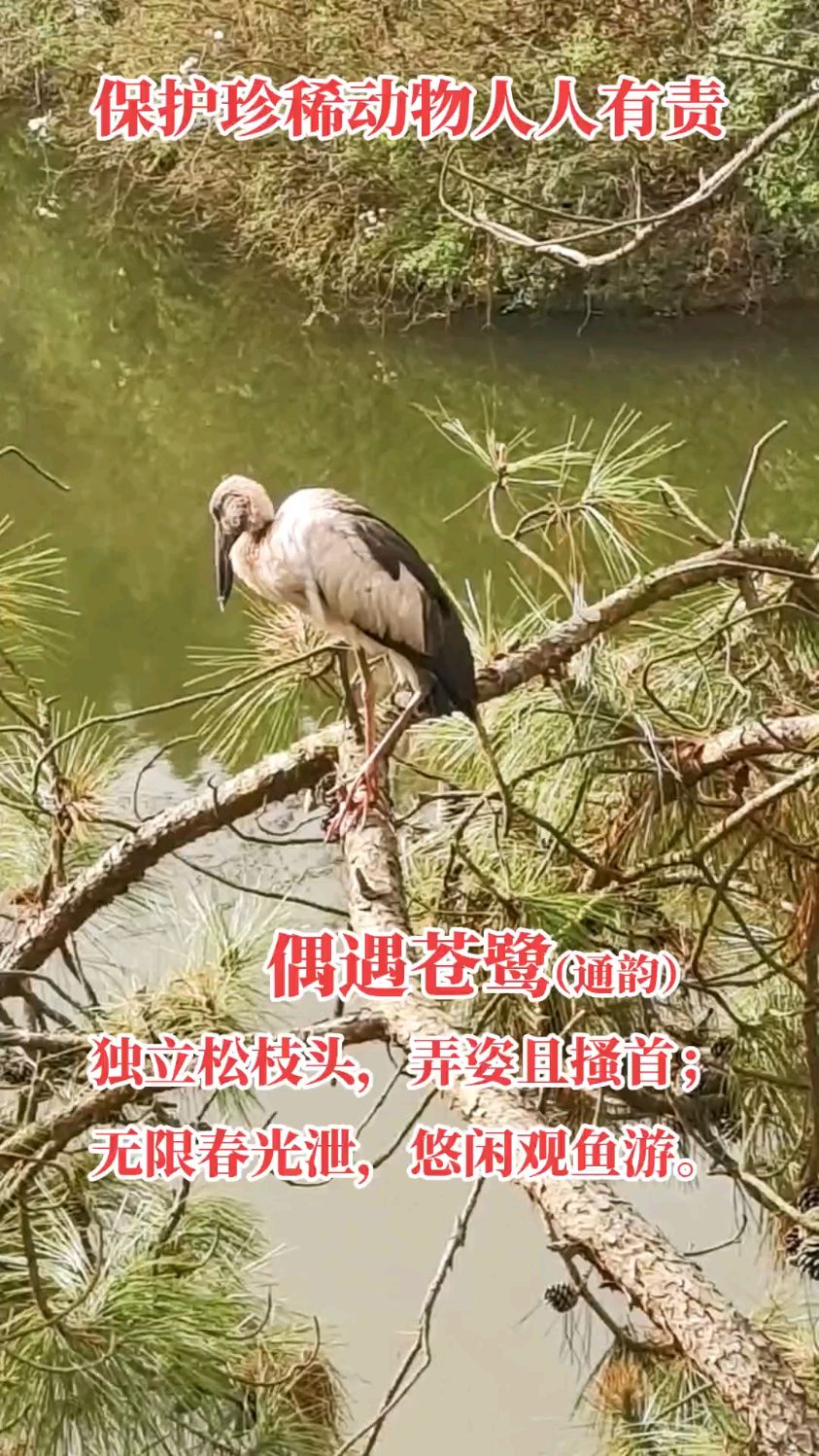 翟芳//偶遇苍鹭（通韵）