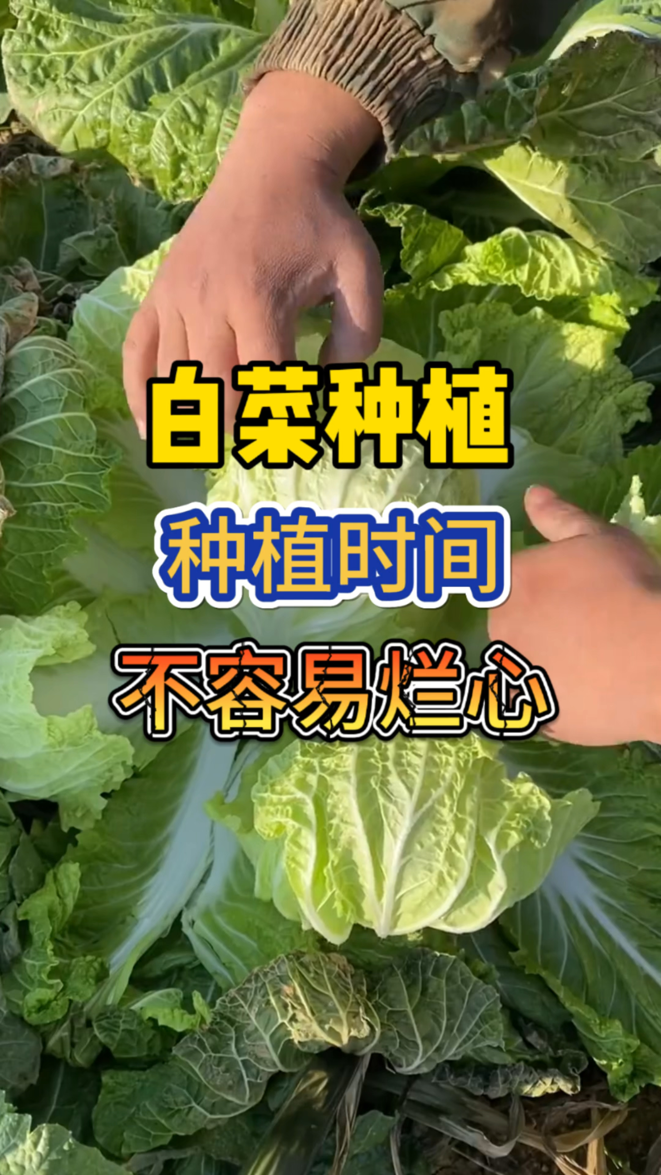 今年双春年,白菜什么时候种植,不容易出现烂心