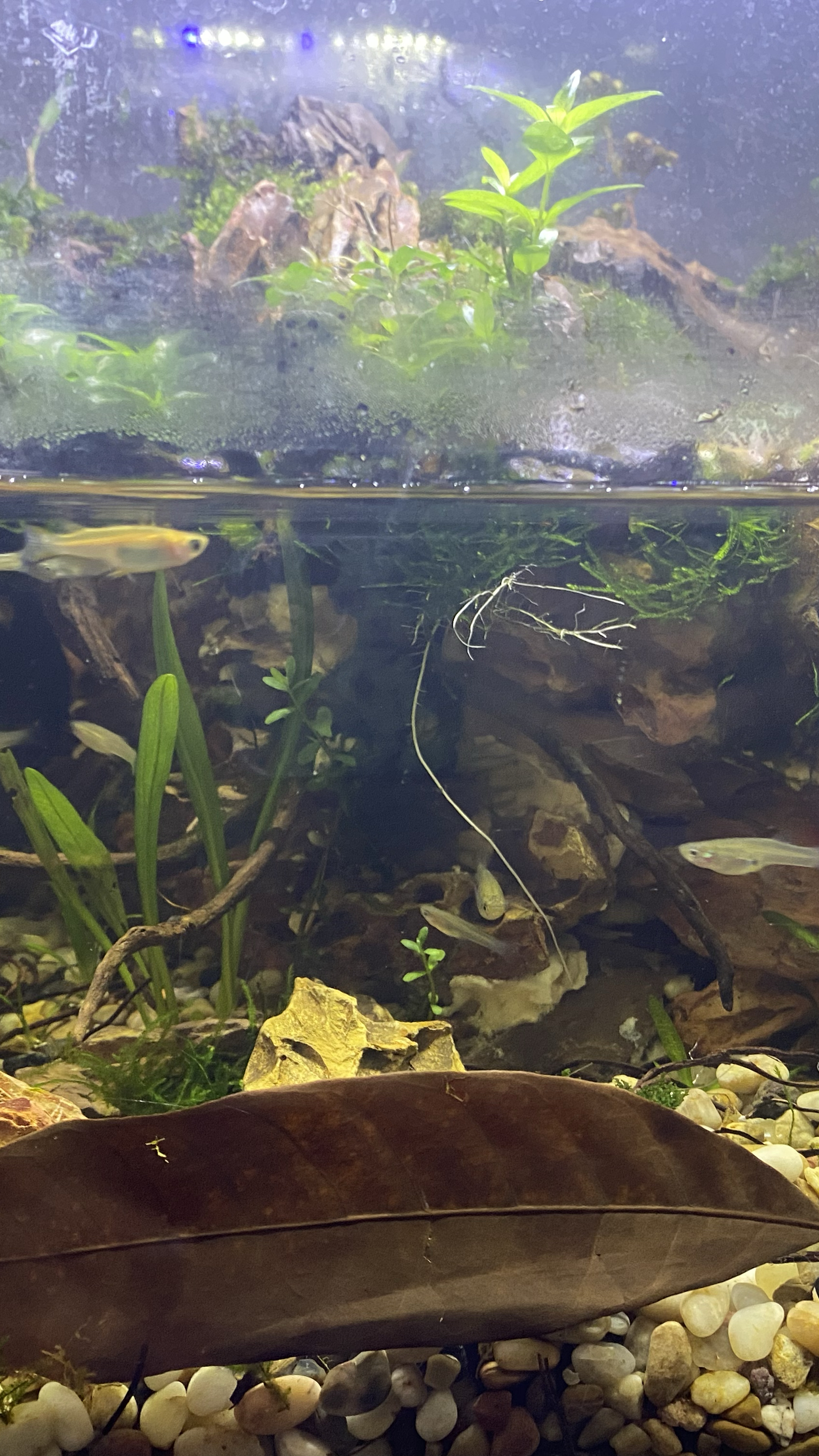 怎样清洗鱼缸？别以为简单，操作不好容易出事