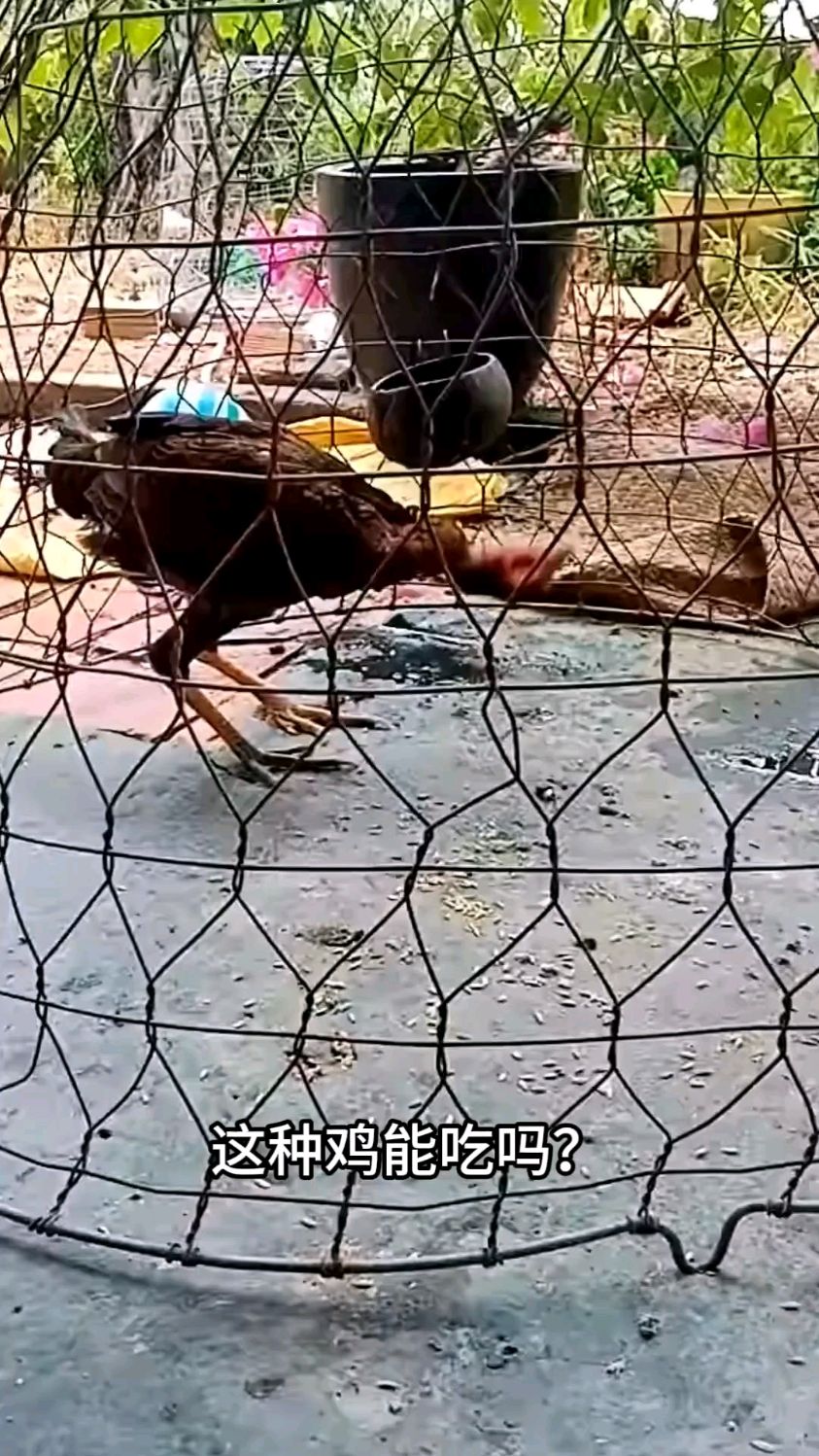 科普17种野鸡，野味儿不要乱吃呀！