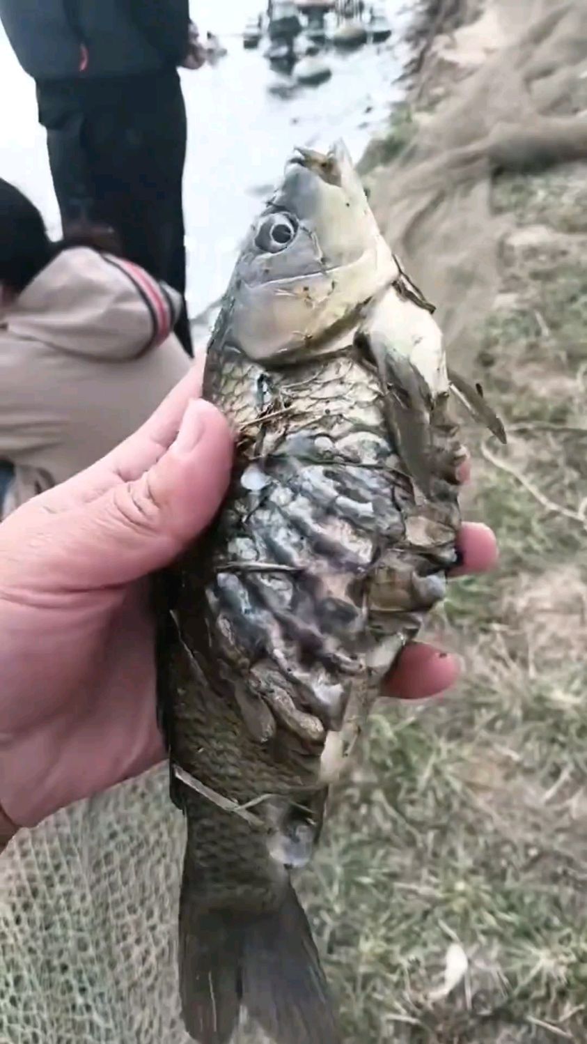 这些鱼能不能吃！今天你们说了算。