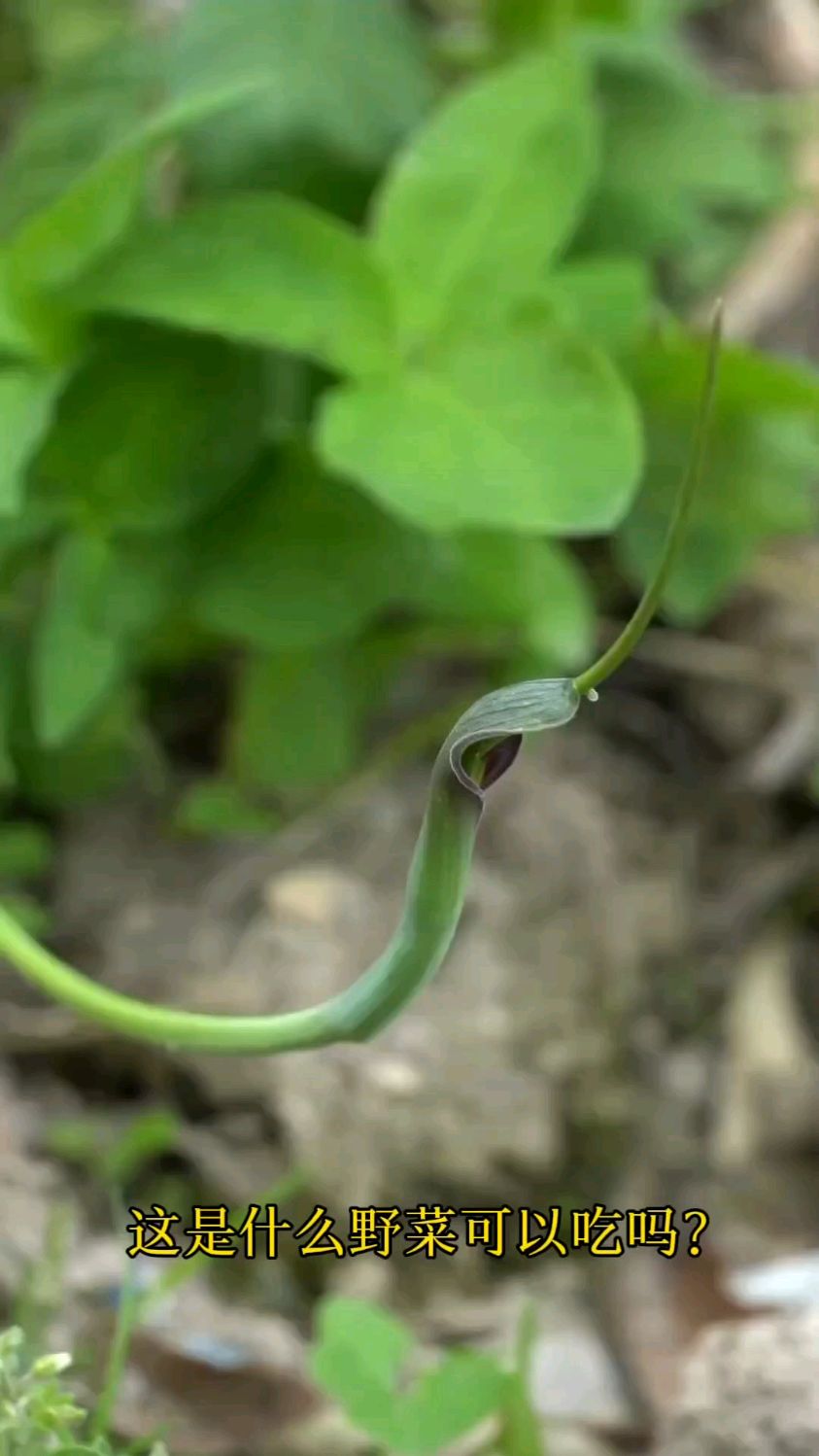 盘点几种野外常见，但不能吃的野菜！