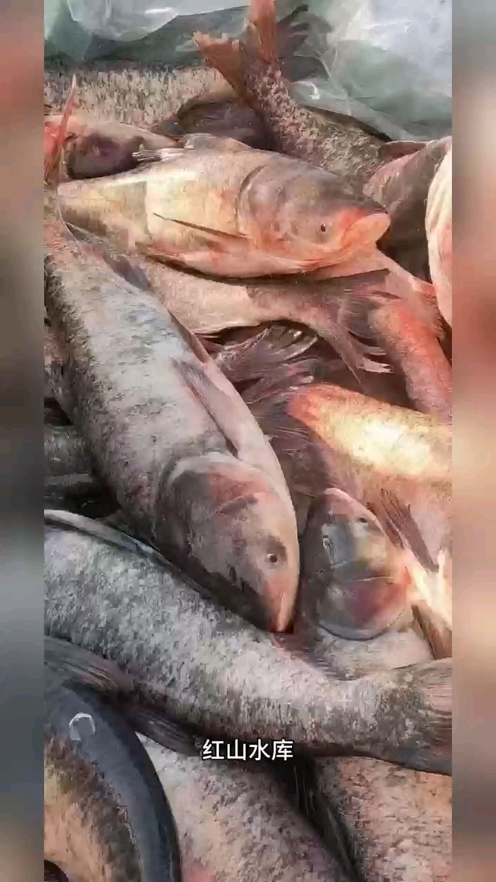 低价出售红山水库鱼