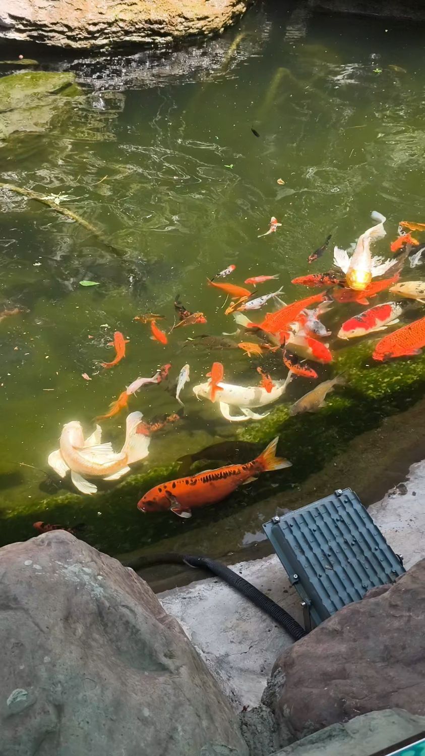 鱼生财,有水有鱼福自来
