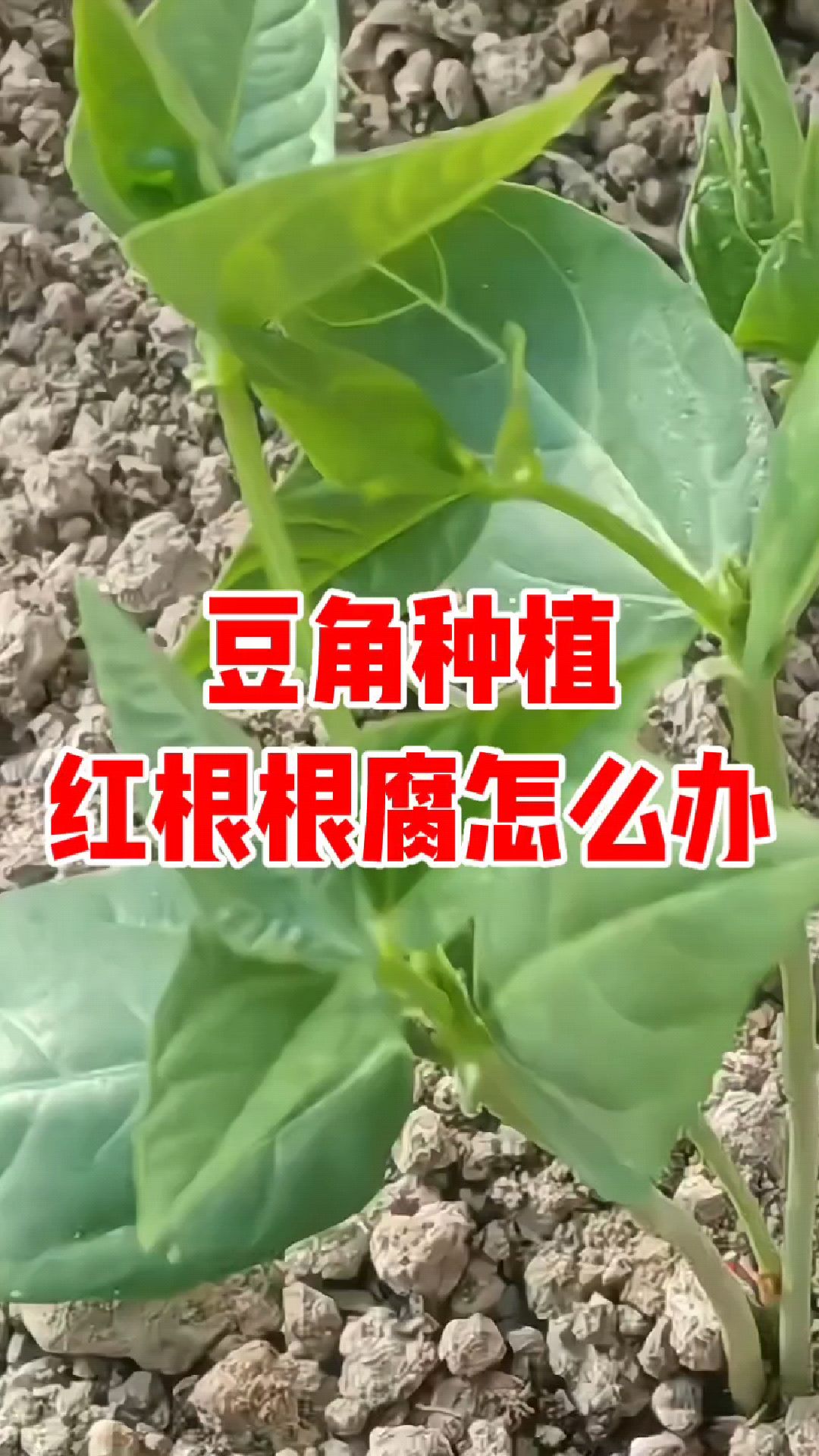 早春大棚豆角种植,就怕红根病根腐病,缓苗慢,死棵烂苗