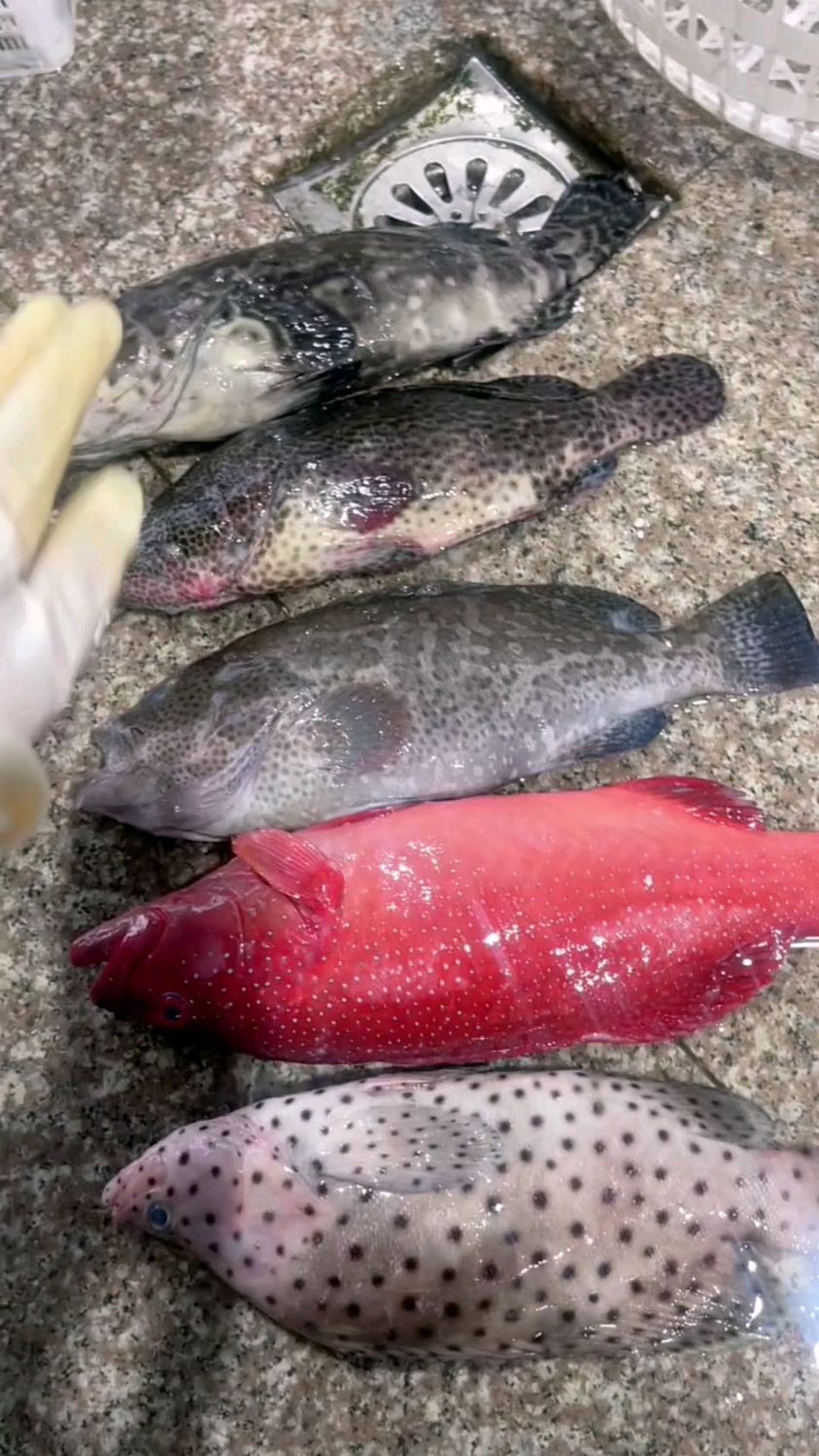 带各位老板涨涨见识,认识几种石斑鱼!