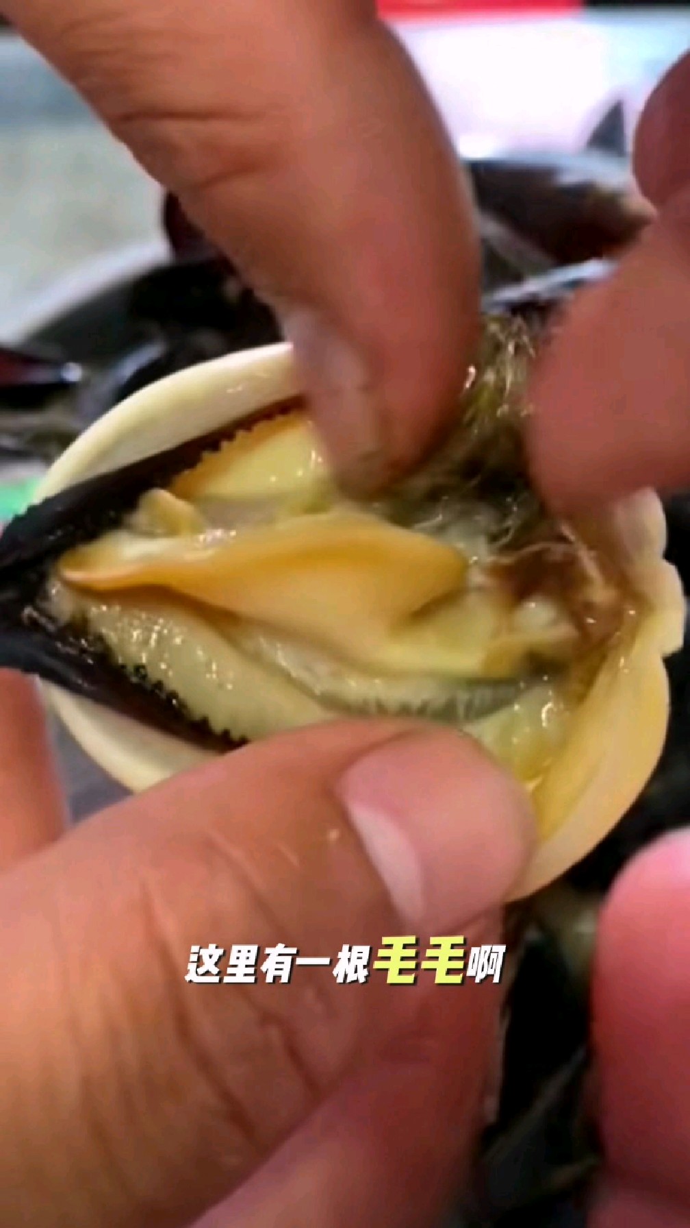 太肥了!青口贝!