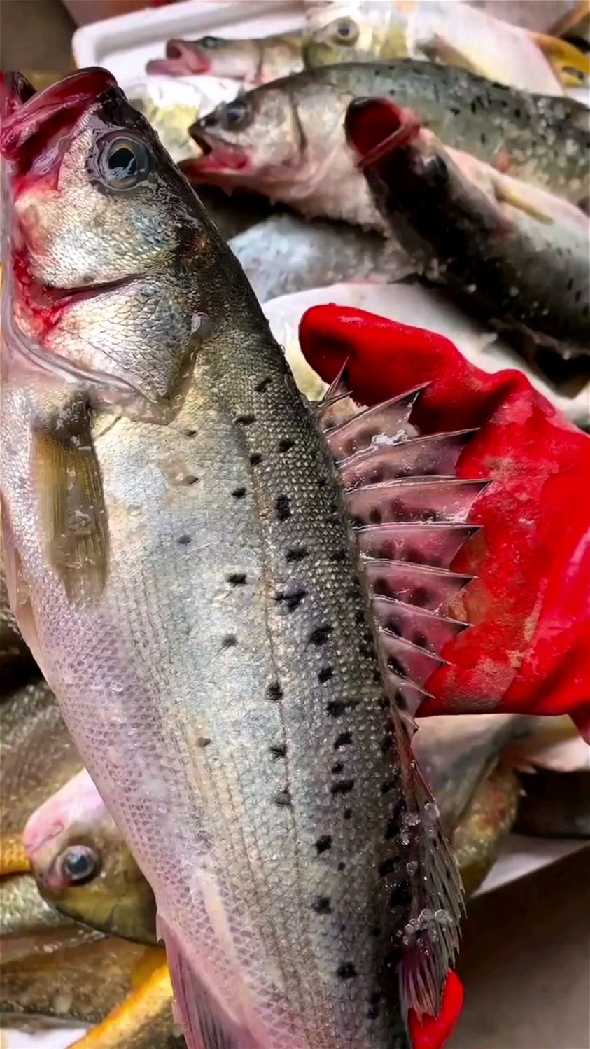 如何判断各种鱼的新鲜程度!