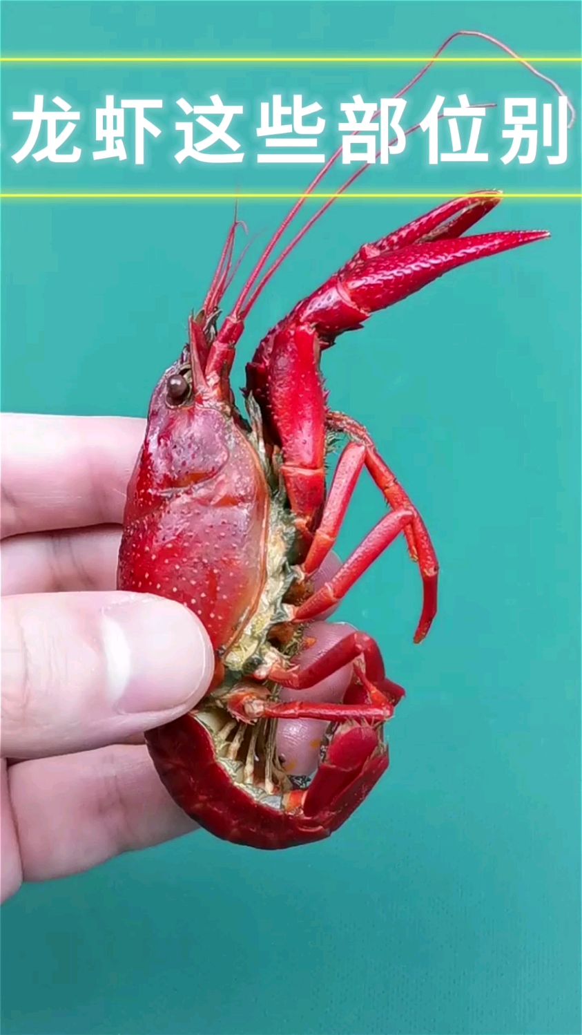 【科普】小龙虾的这些部位千万不能吃!