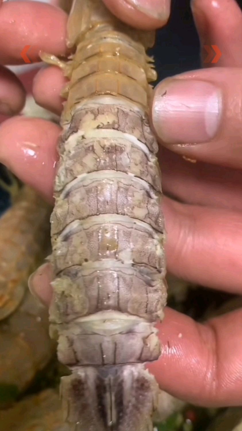 寻找皮皮虾的虾黄!