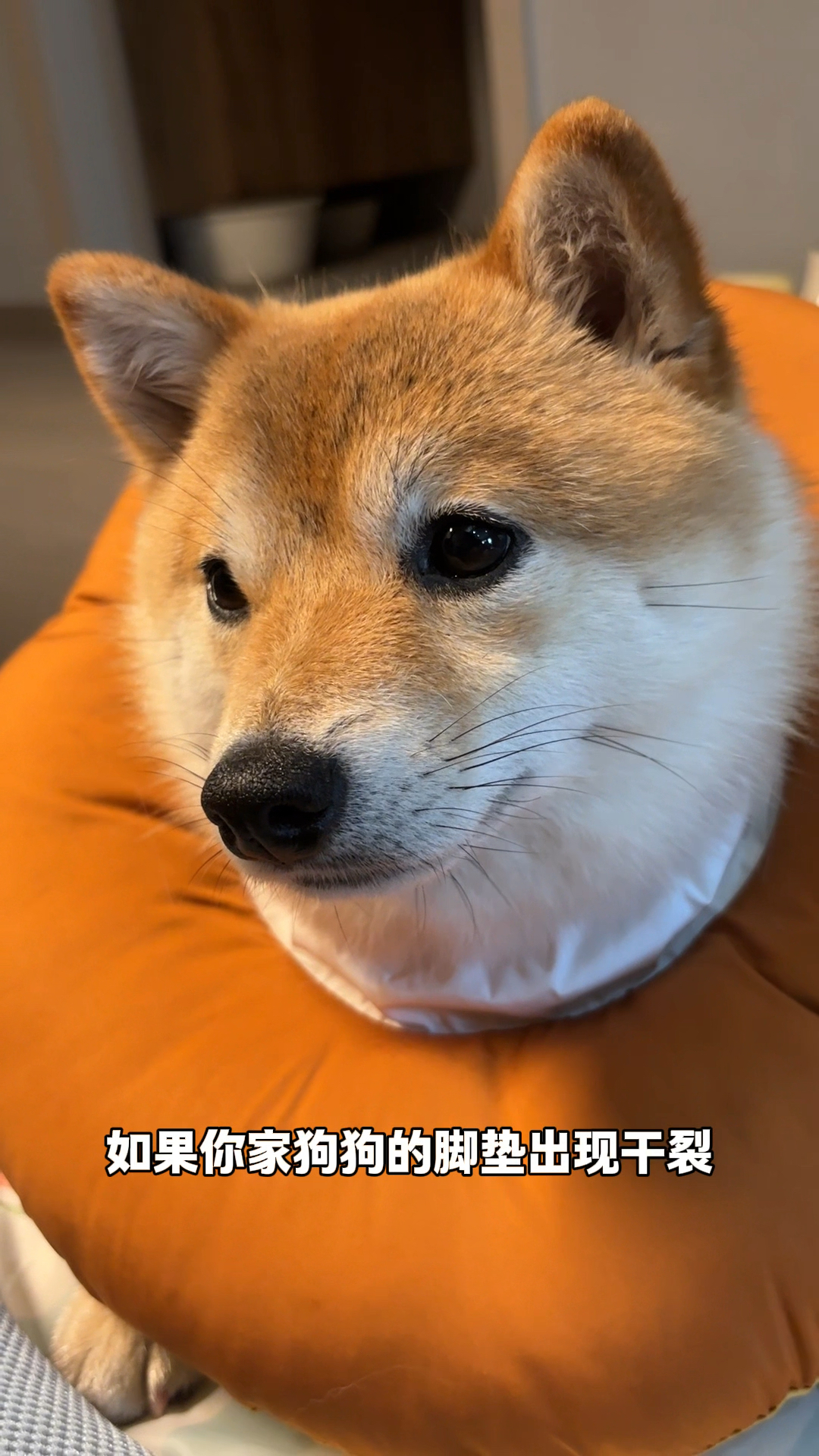 狗狗的小肉垫很娇嫩，夏季更要好好呵护