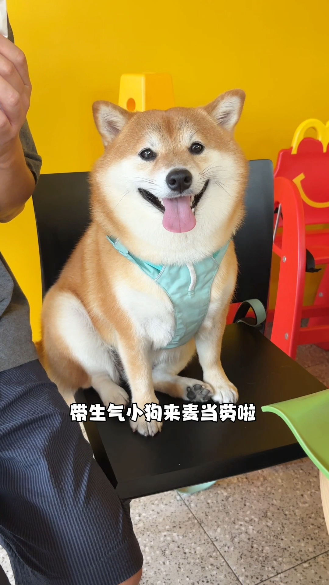 麦当劳骗生气小狗