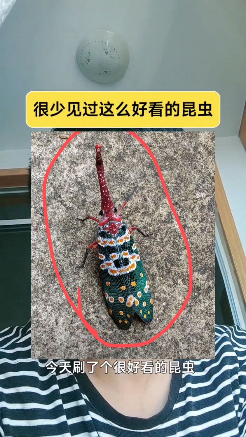 很少见过这么好看的昆虫