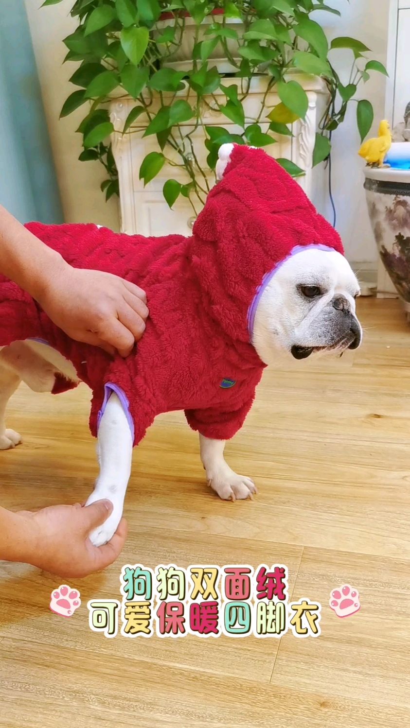 丑萌丑萌的!大胖狗也可以穿的很好看!