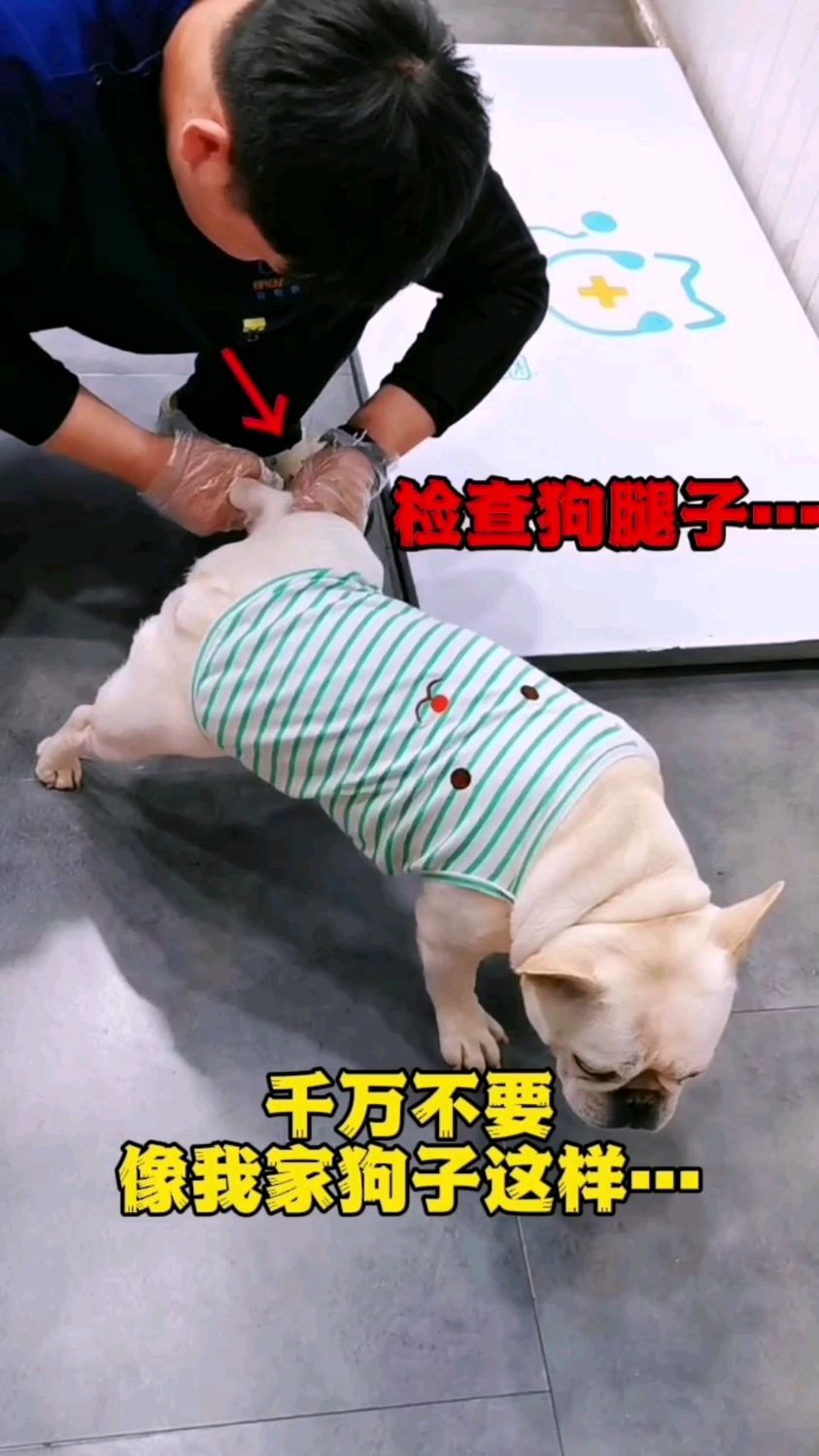 养狗不能犯的错:一定要从小给狗狗补充鲨鱼软骨素保护它的关节!