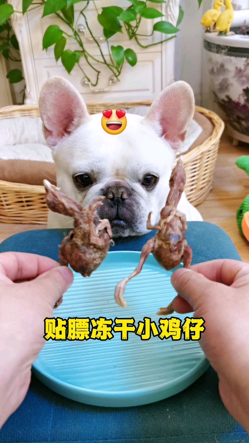 晚一秒都能把它馋哭了!嘎嘎香的贴膘冻干小鸡仔!