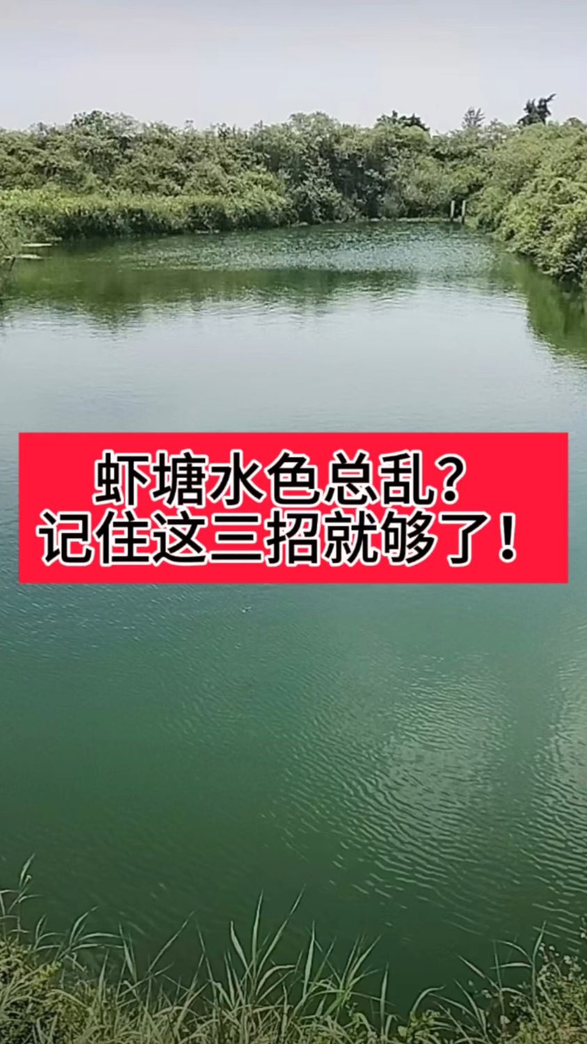 虾塘水色总乱?记住这三招就够了!