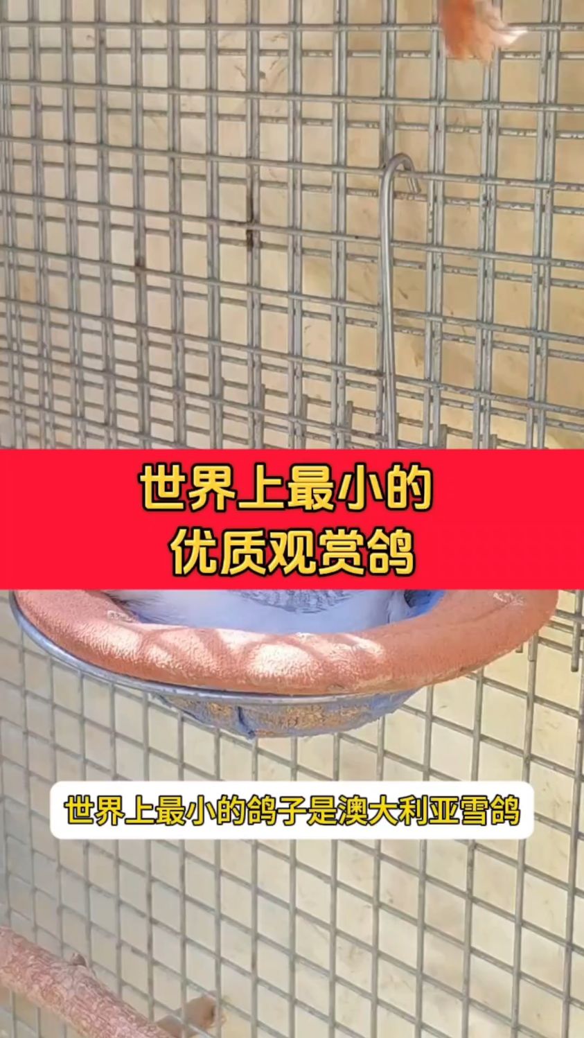 世界上最小的优质观赏鸽