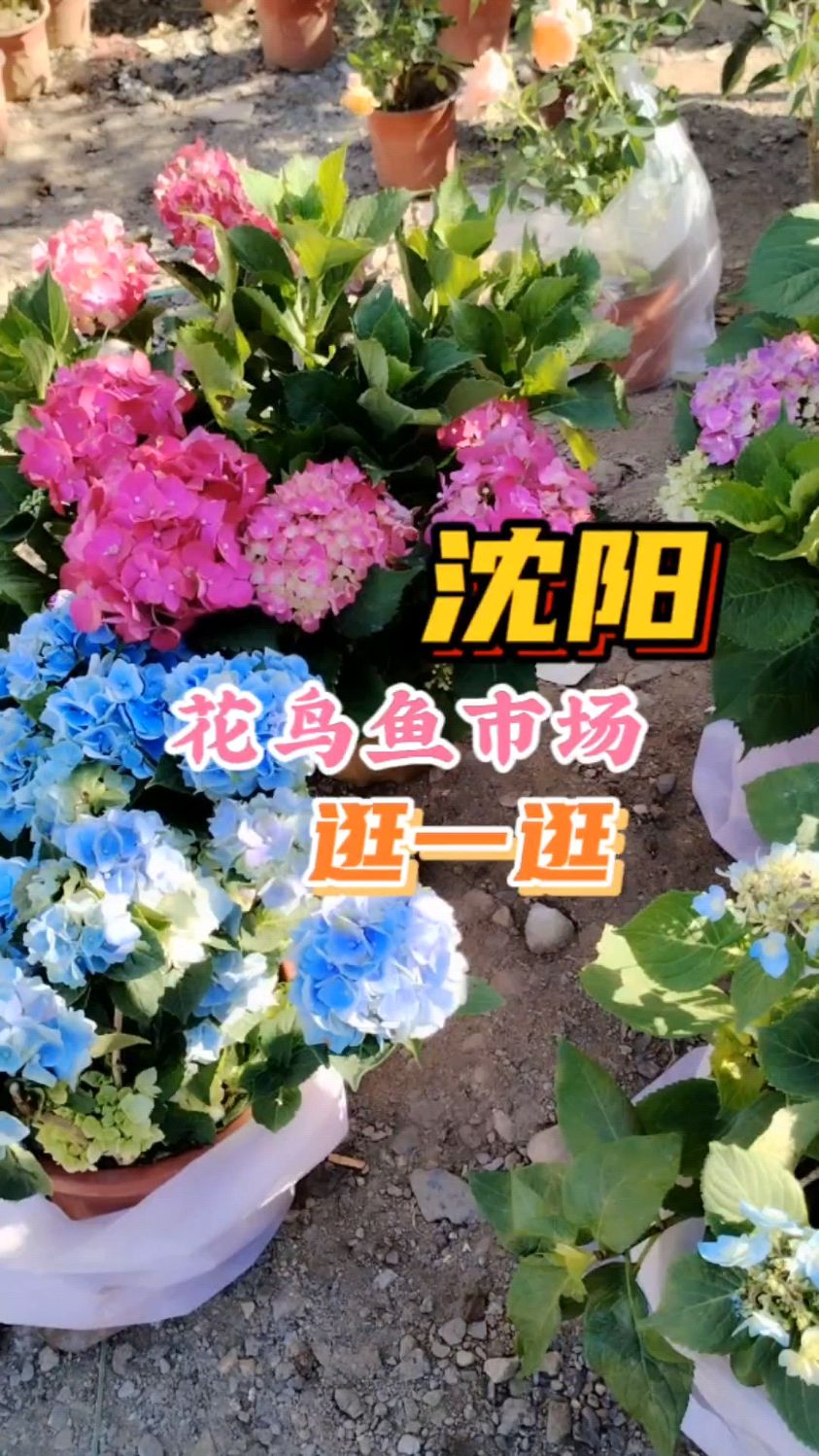 沈阳逛一逛花鸟鱼市场