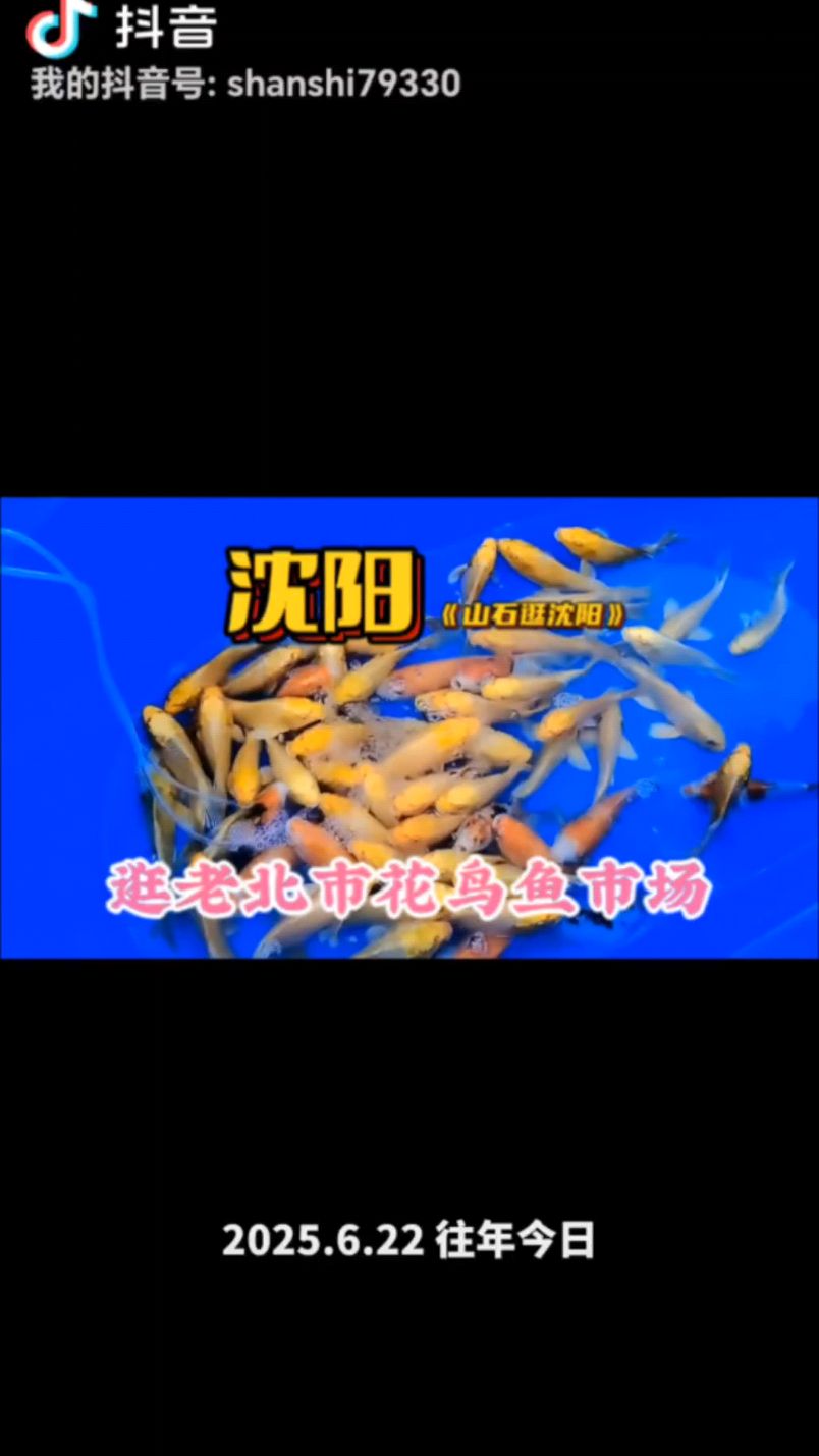 沈阳逛老北市花鸟鱼市场