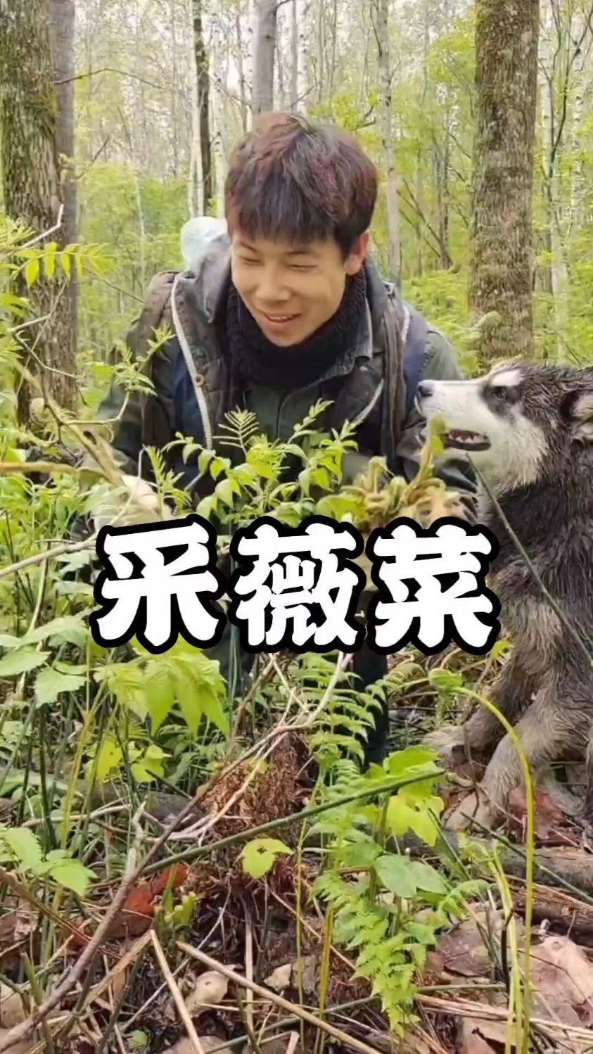 今天去山上采薇菜了,采了两袋子,碰见了不少黄瓜香