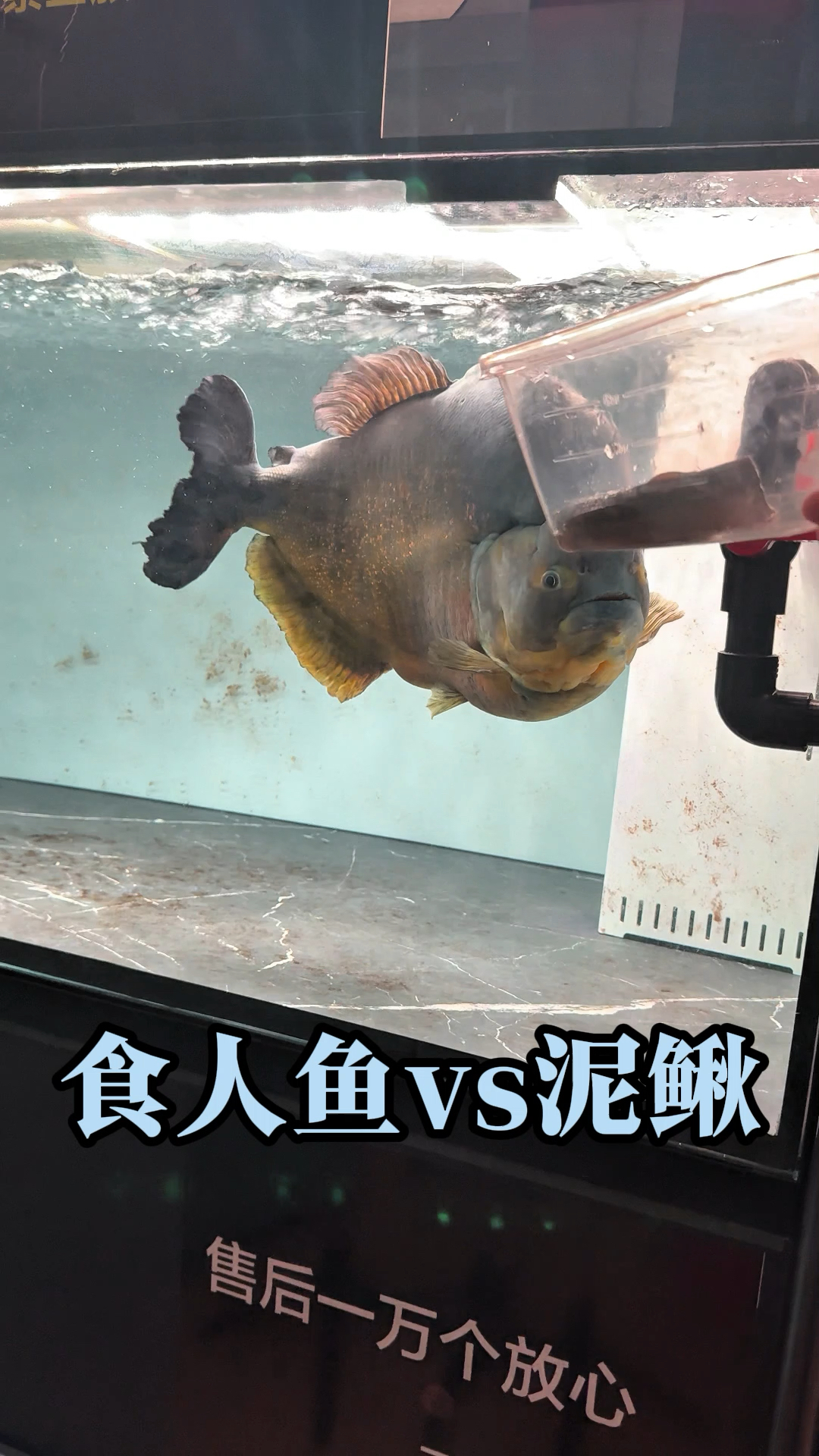 胭脂水虎鱼,秒泥鳅