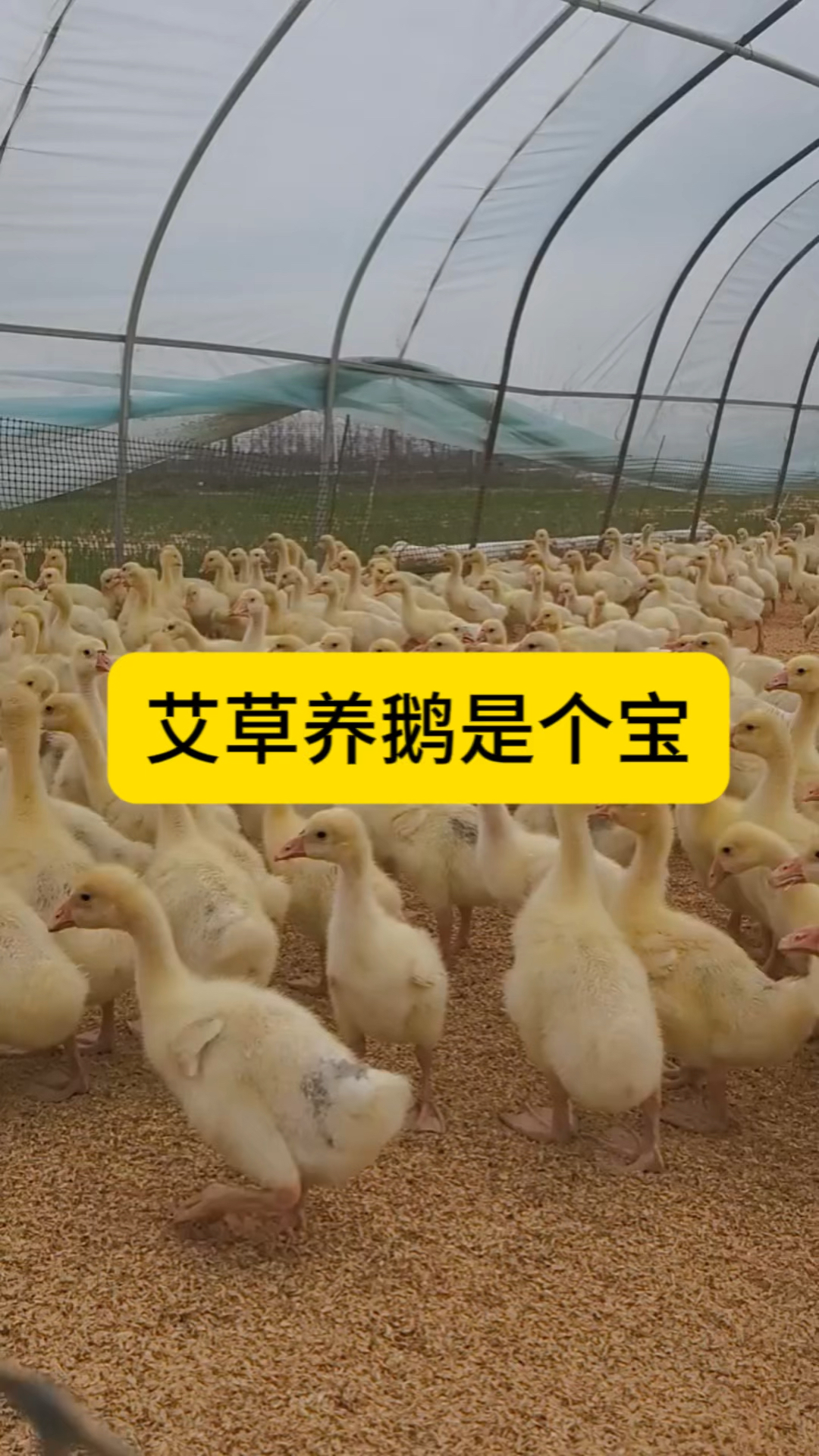 艾草养鹅是个宝,科学养鹅