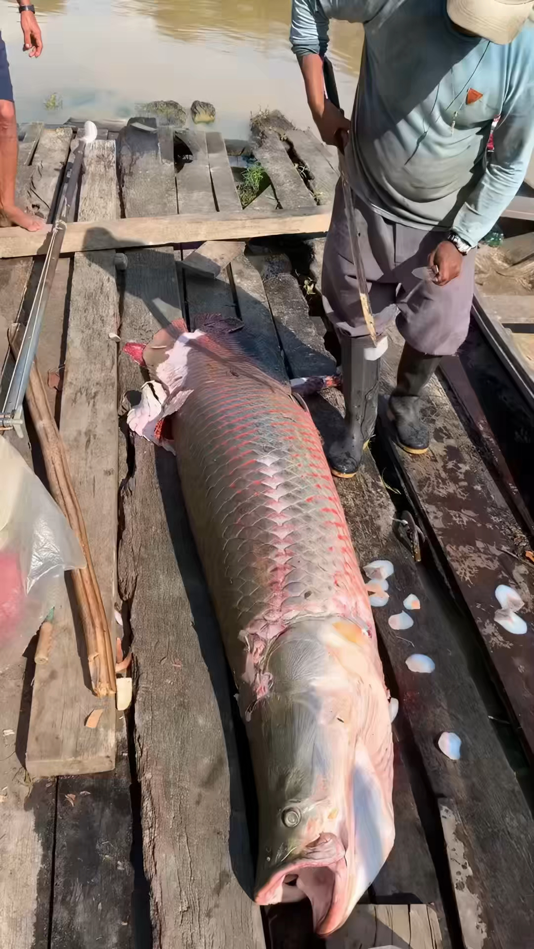 最大的淡水鱼之一