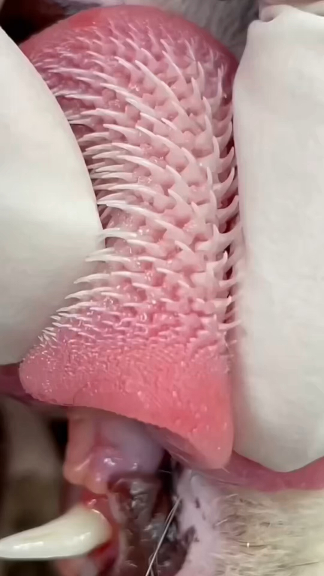 猫科动物舌头上的倒刺有什么作用