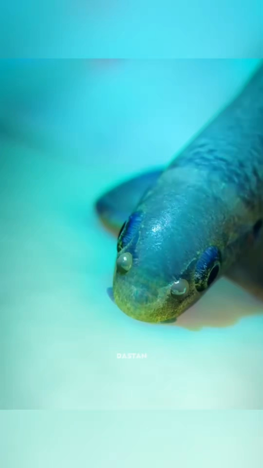 不要尝试这种鱼疗