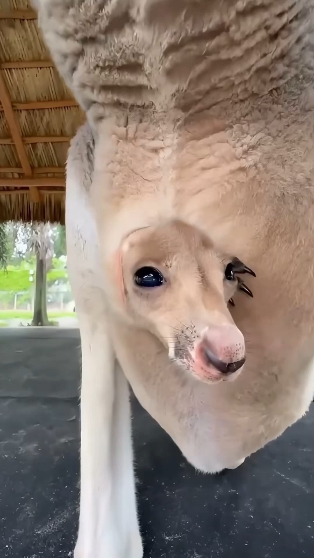 袋鼠的育儿袋到底是什么