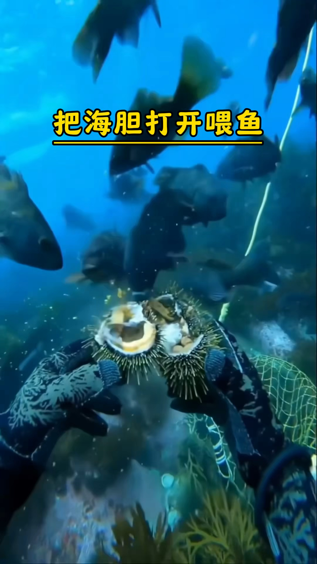 为什么要把海胆打碎喂鱼