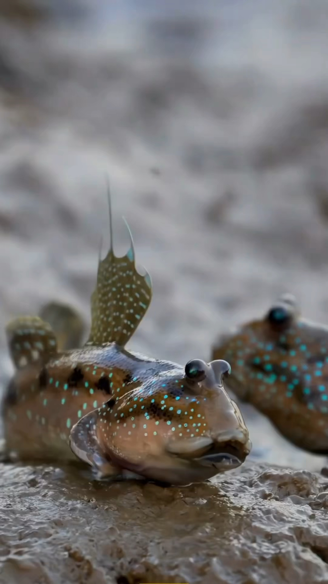 可以在陆地上行走的鱼