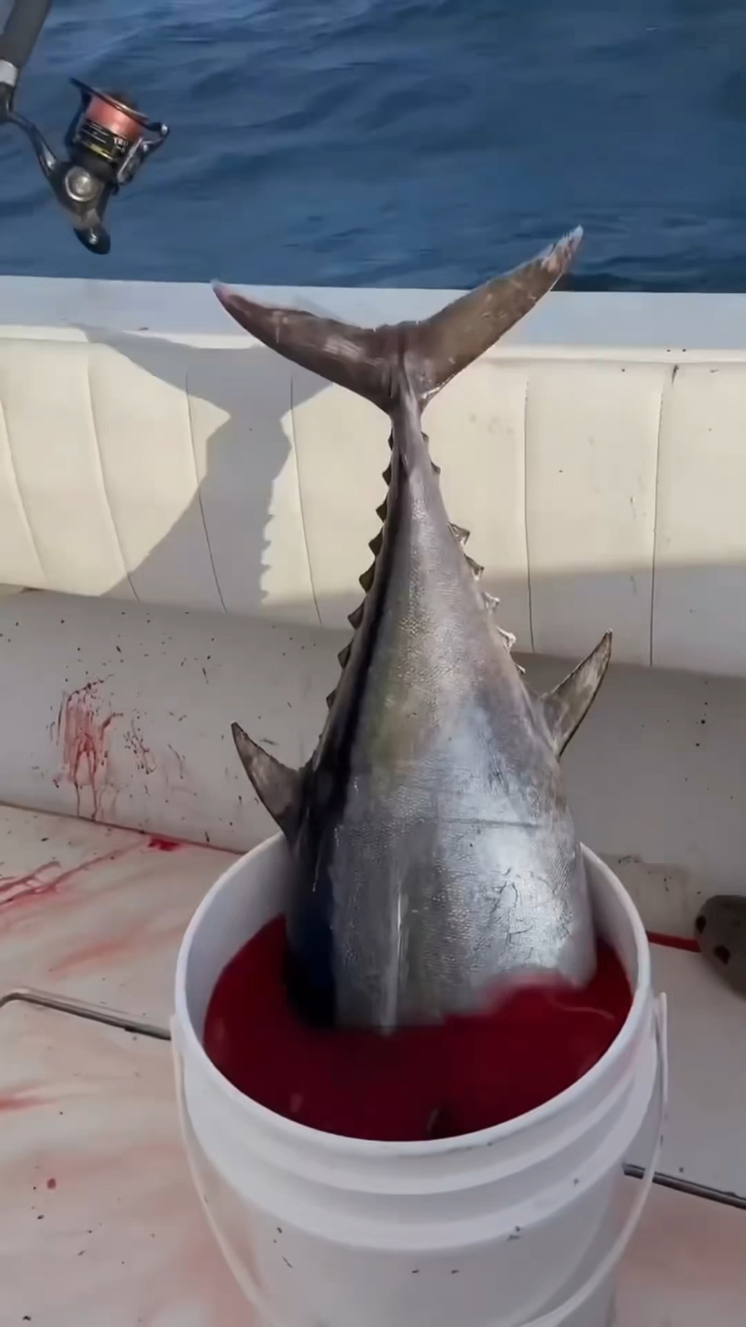 为什么金枪鱼肉有的是黑色