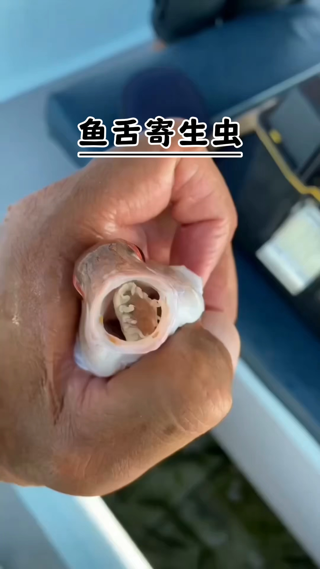 充当鱼舌头的寄生虫