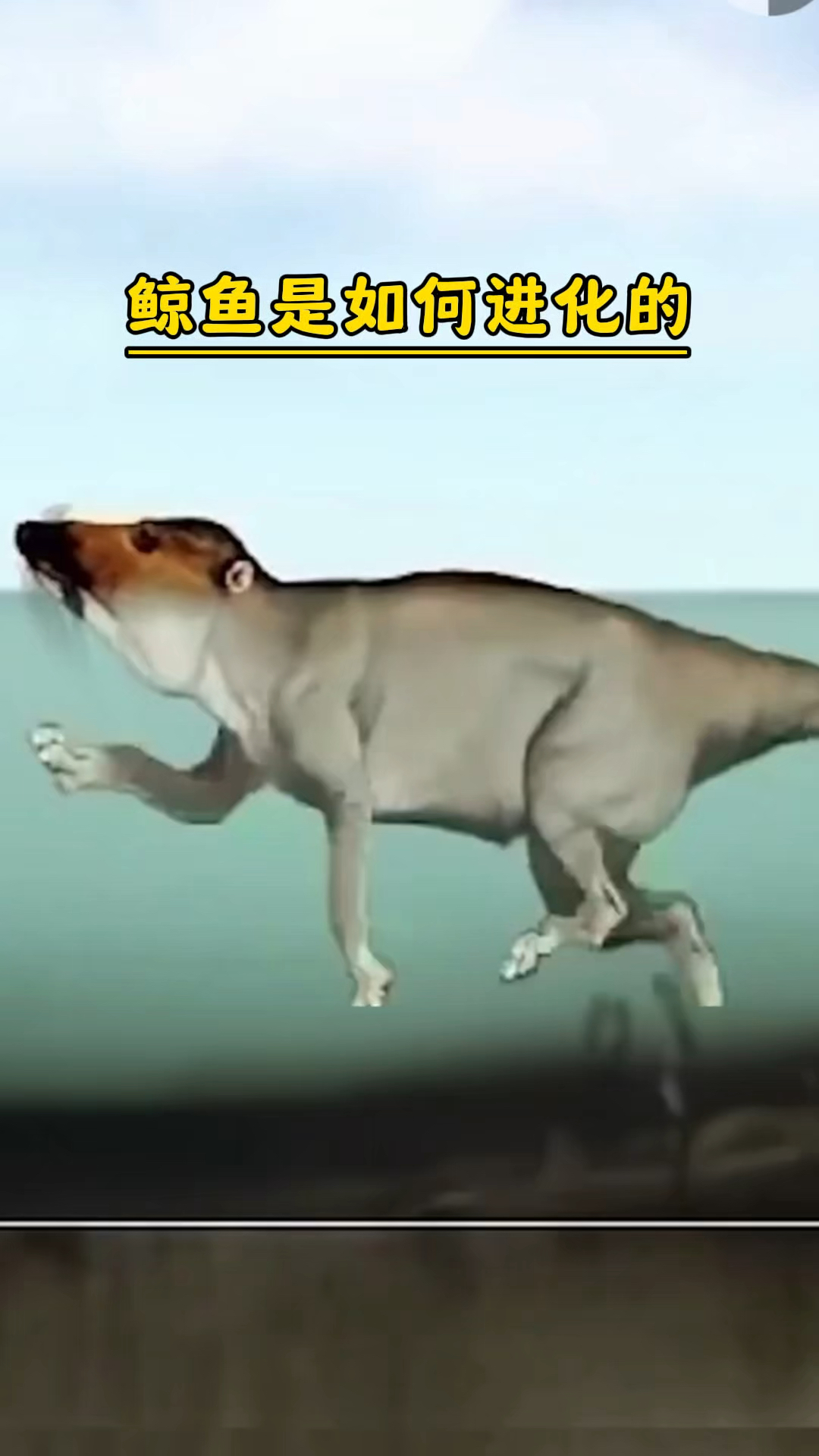 鲸鱼是如何进化的