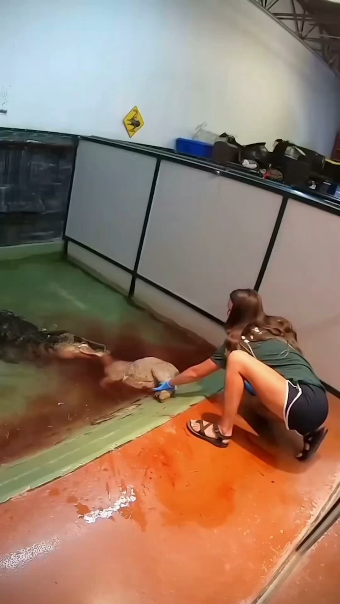 在鳄鱼嘴中被救的女人