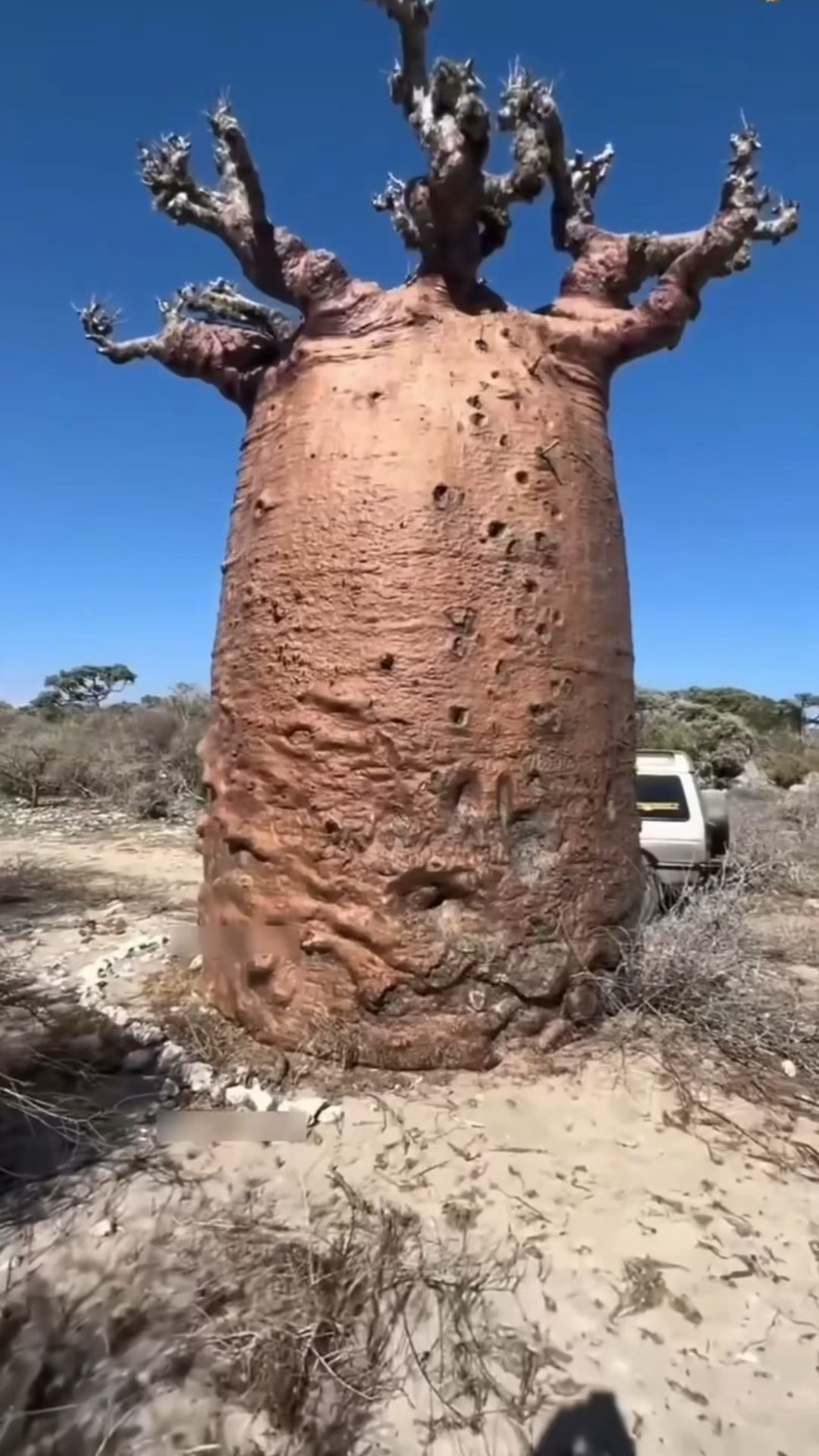 非洲森林的猴面包树